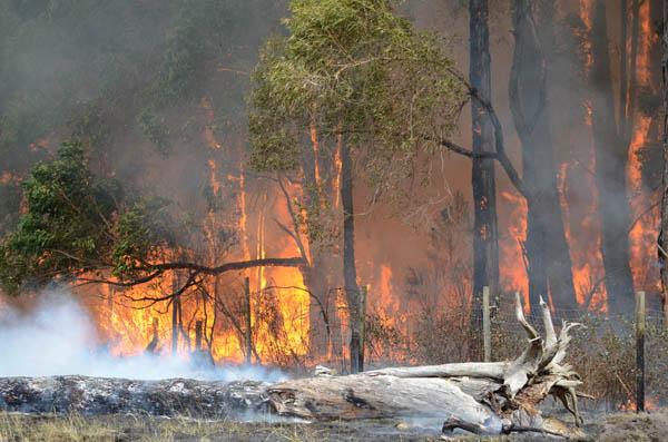 Bushfire investigators in training