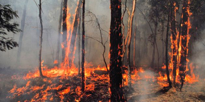 Linton bushfires 1998