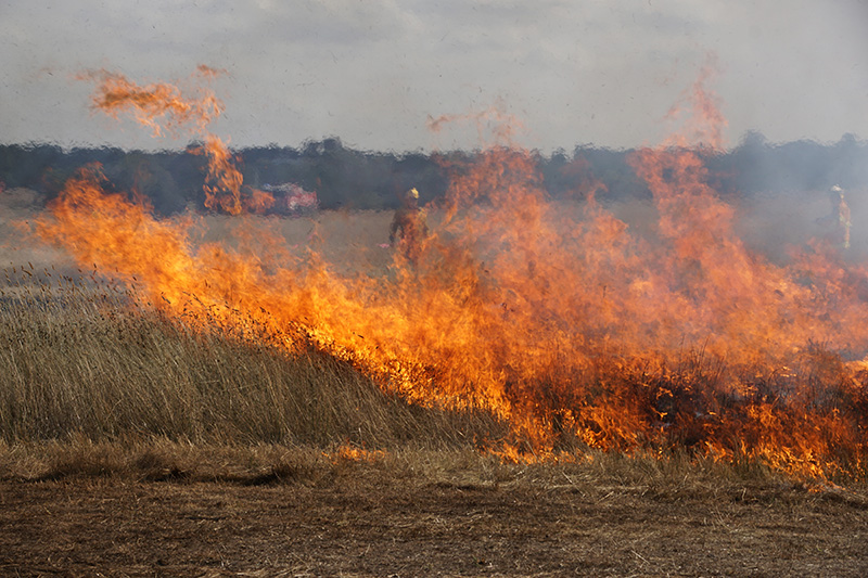 Grassfire