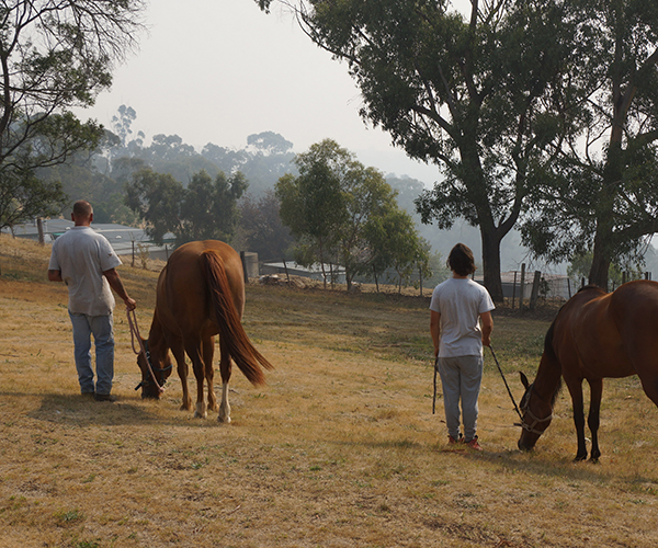 horses