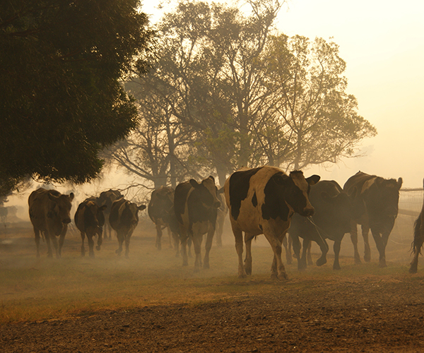 livestock and bushfires