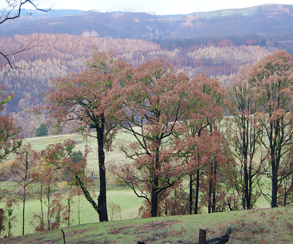 forest plantation