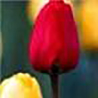 image of a red tulip