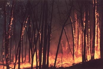 CFA historical image Geelong West bushfire 1998