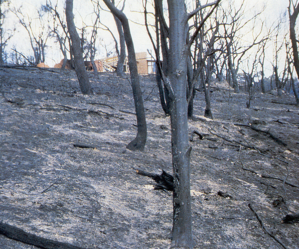Forest after bushfires