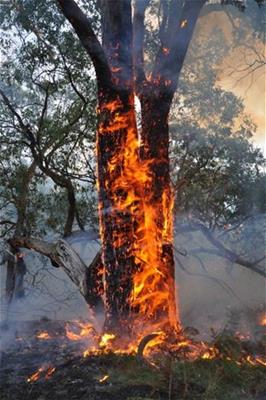 burning tree