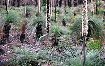 tree ferns