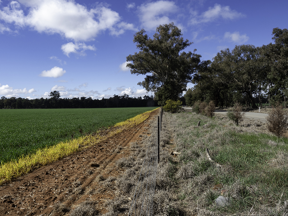 Rural paddock scene showing a growing green crop on the left and a ploughed strip of bare earth forming a fire break along a fence line, with a roadside and dry grass on the right. The edges of the crop and fenceline have been sprayed with herbicide providing a wider break.