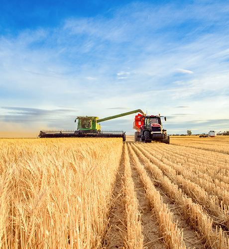 harvester-and-chase-bin-in-wheat-paddock-460x500px