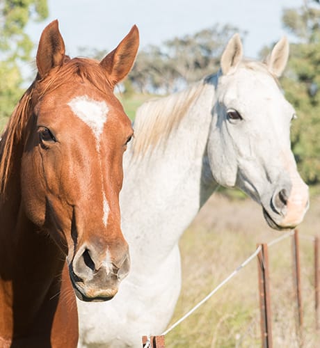 Two horses at a fence 460