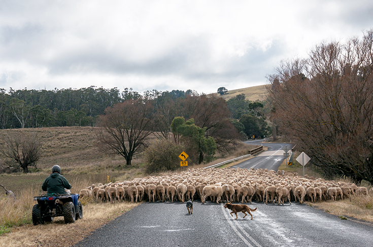 A person on a quadbike and two sheepdogs are rounding up sheep on a country road.