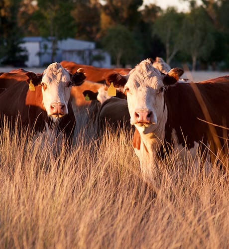 herd of cattle sunset 460x500