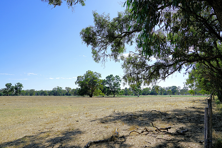 A large, fenced, well-grazed paddock.