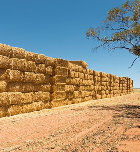 hay bales stacked in paddock 460px 500px