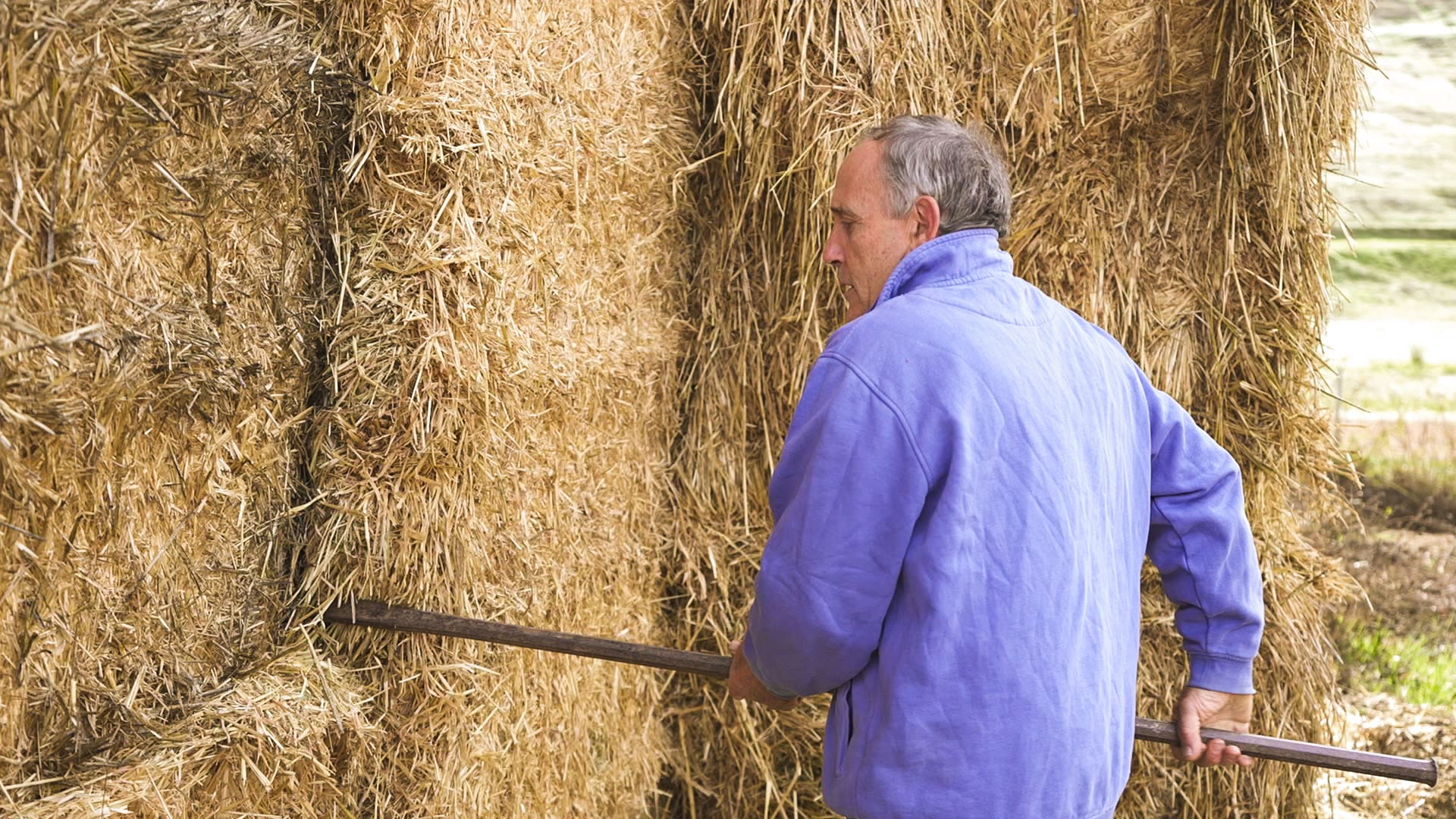 a farmer pushing a crowbar into a haystack