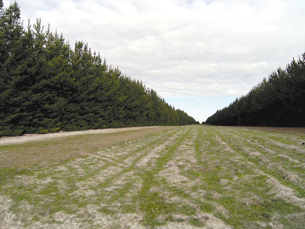 Two rows of tall pine trees, with a wide unplanted area between them.