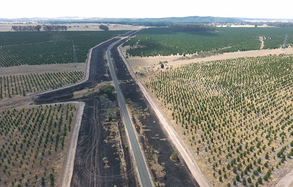 Aerial view of a grey bitumen road with long strips of recently burned land along both sides, surrounded by neat rows of plantation trees and other agricultural vegetation.