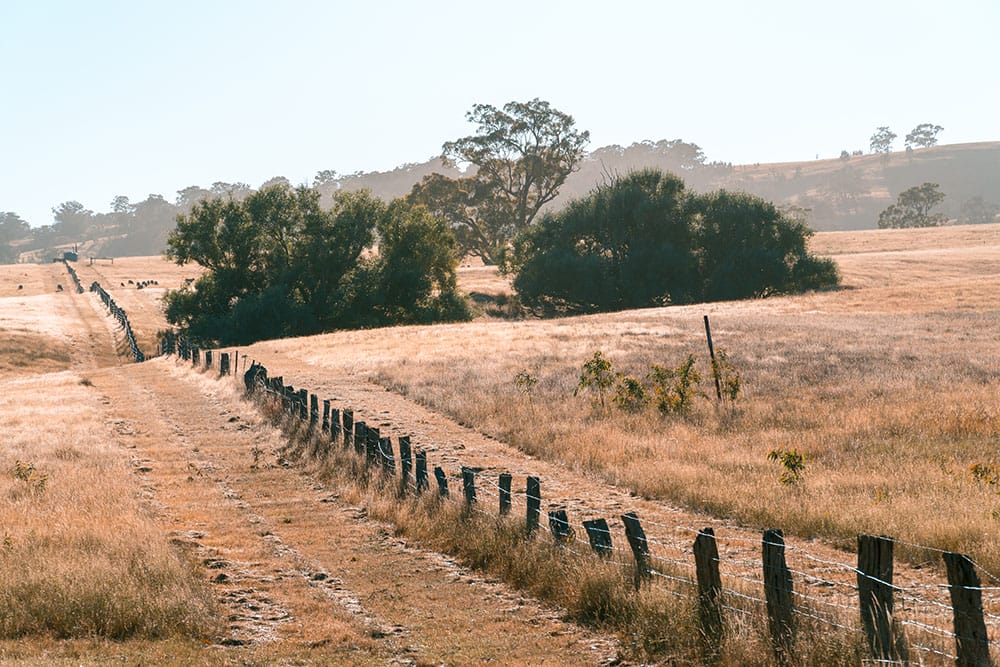 A farm grassland scene with long grass and a few trees. A fence line runs from the bottom right over hills into the distance to the top left. A fire slashed grass firebreak runs along both sides of the fence.