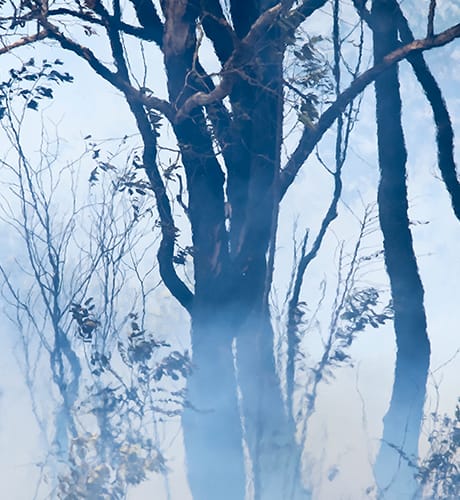 Thick smoke and burnt trees 460