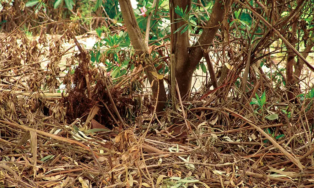 Layers of bark and leaf litter on the ground under shrubs in a garden.