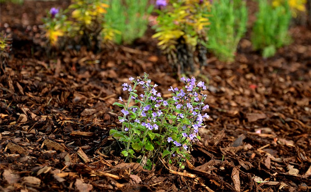 A single plant with small blue flower buds is surrounded by tan bark mulch. More plants are seen in the background.