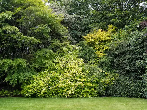 A neat lawn adjoining masses of green shrubs growing tall under trees providing a solid wall of leaves.