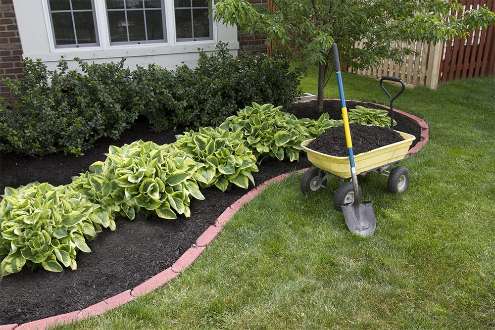 A garden bed with plants and mulch under window. A wheelbarrow sits to the side.