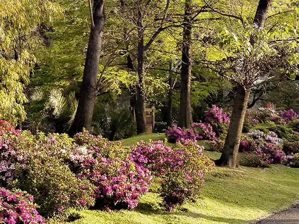 A garden with low shrubs with pink flowers pruned short under the bare trunks of tall trees