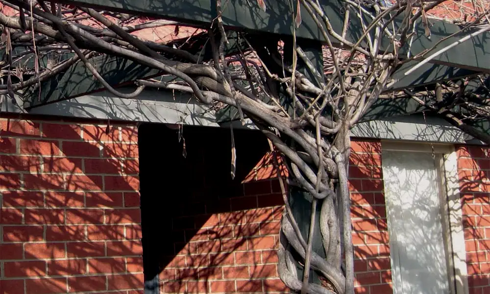 A wisteria vine climbing up a wooden pergola next to a house.