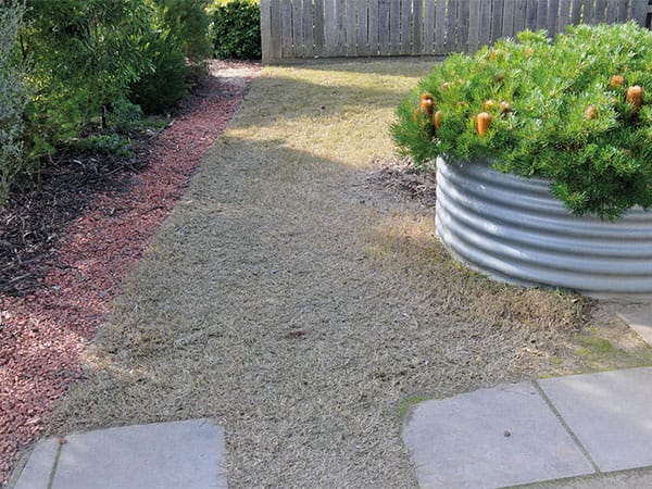 Very short lawn and pavers run between a garden bed and a raised garden bed made from corrugated iron.