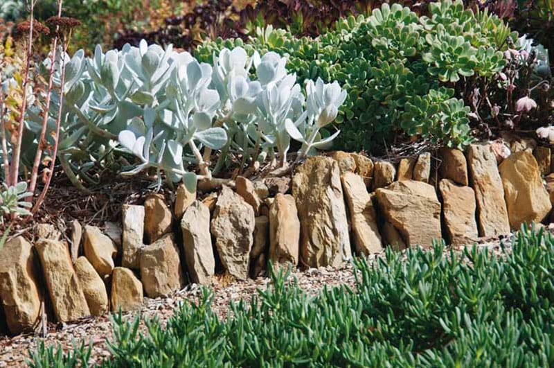 A low lying succulent garden edged by local sandstone.