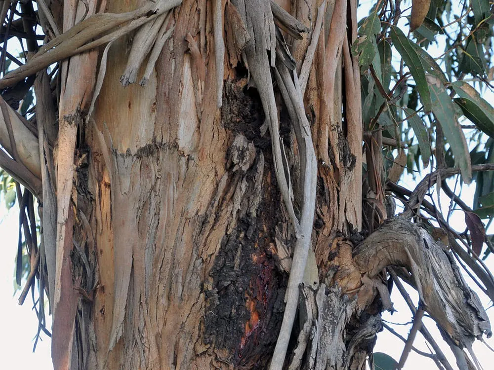 A stringy bark tree trunk.