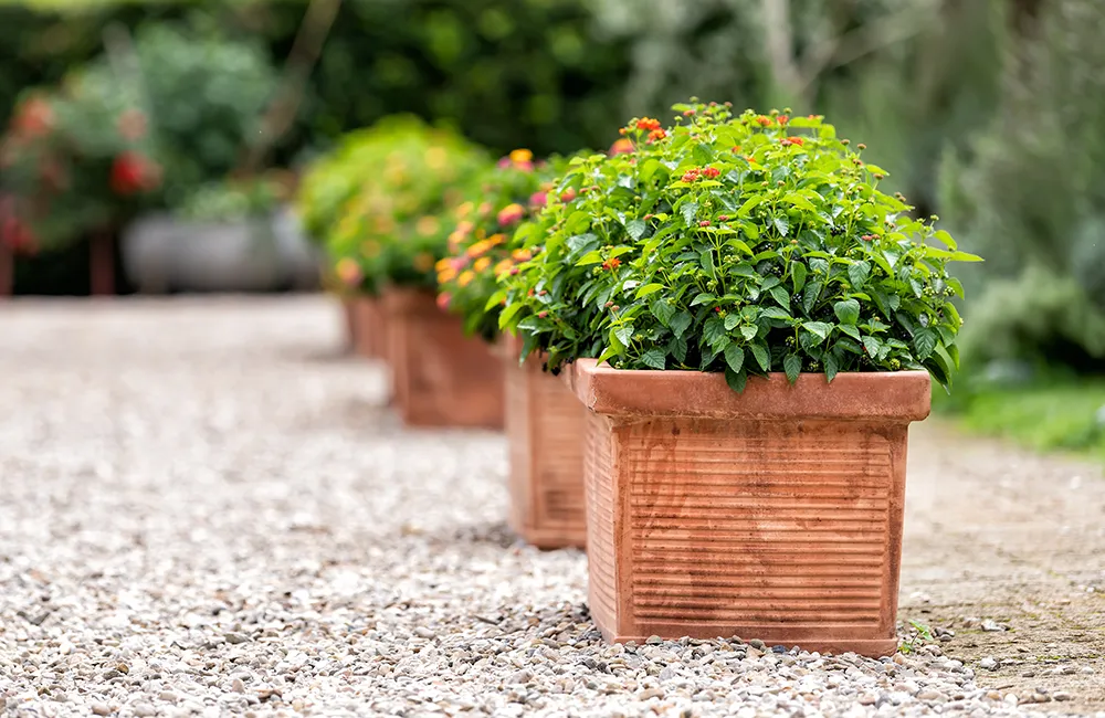 A square terracotta pot contains a small flowering shrub. It sits alongside three other similar pots on the side of a gravel path.