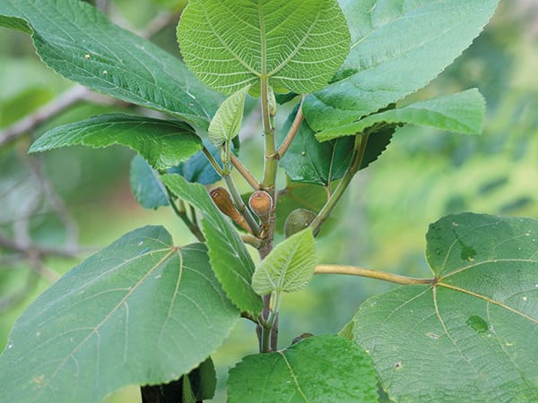 Close up of a hairy fig. It's leaves are big, flat and wide, and there is space between the branches and leaves. Some figs are budding.