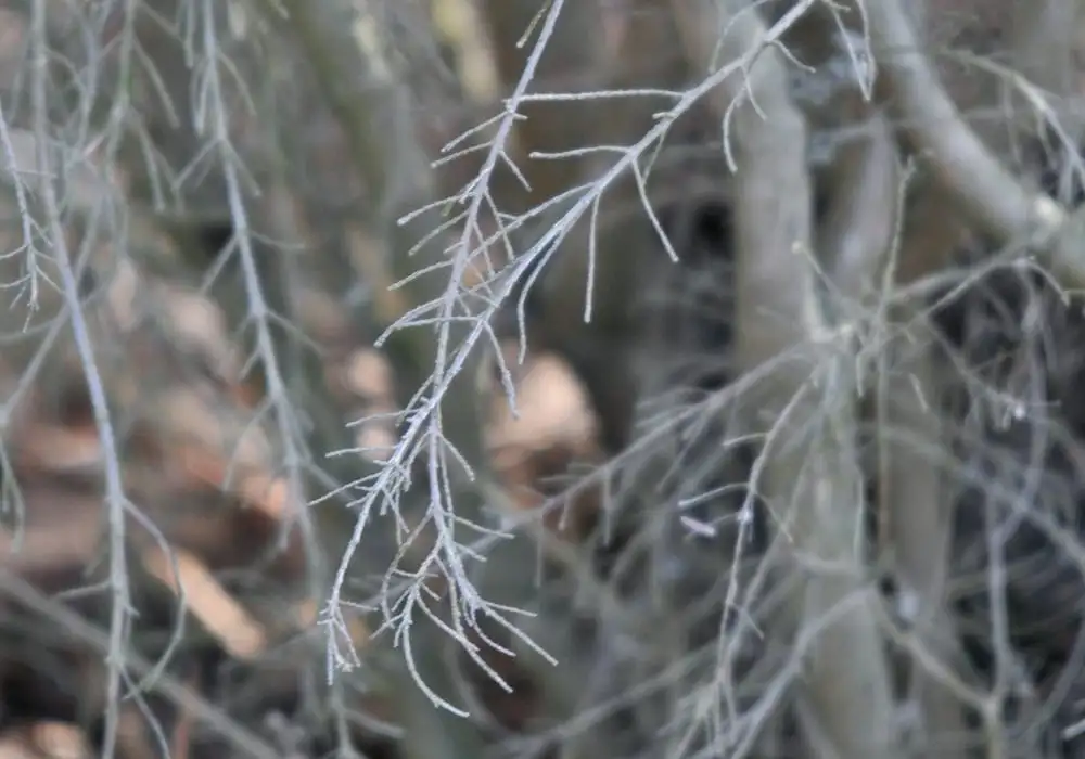 A close up of fine, dead branches on a shrub.