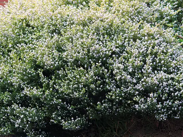 A plant with fine textured, dense leaves.