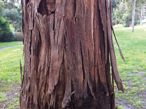 Loose bark flaking off the trunk of a gum tree.
