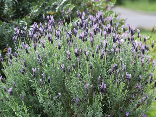 Lavendar bush.