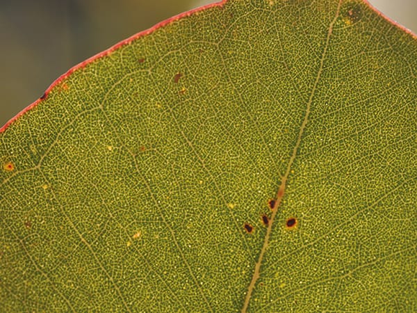 Very close up of a waxy leaf.