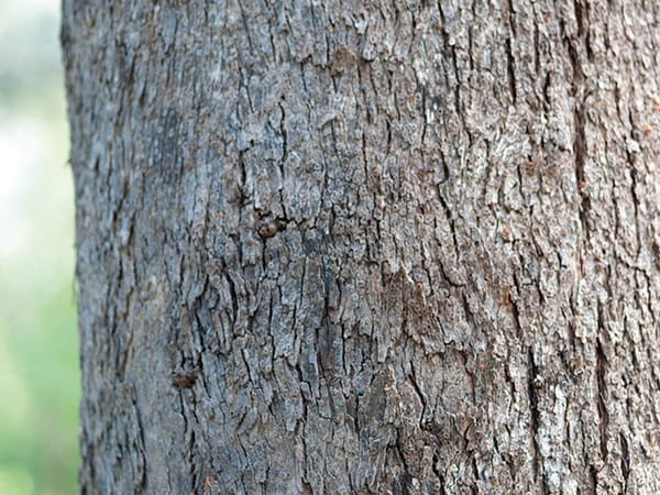 Close up of a tree trunk with rough bark that is tightly attached to the trunk.