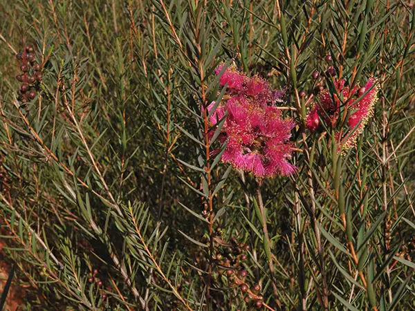 A red flowering callistemon with fine leaves.
