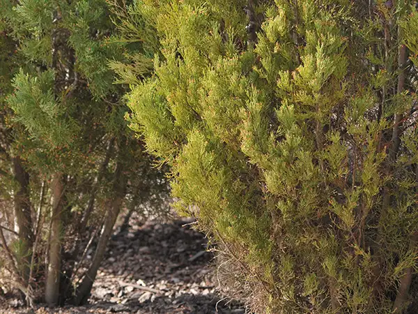 Close of fine, thick foliage on a bush.