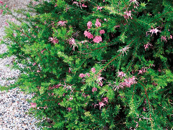 A pink grevillia with very dense foliage.
