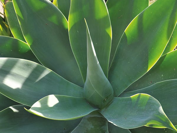 Close up of a blue agave plant.