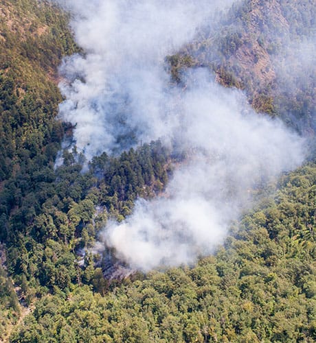 Smoke rising bush 460