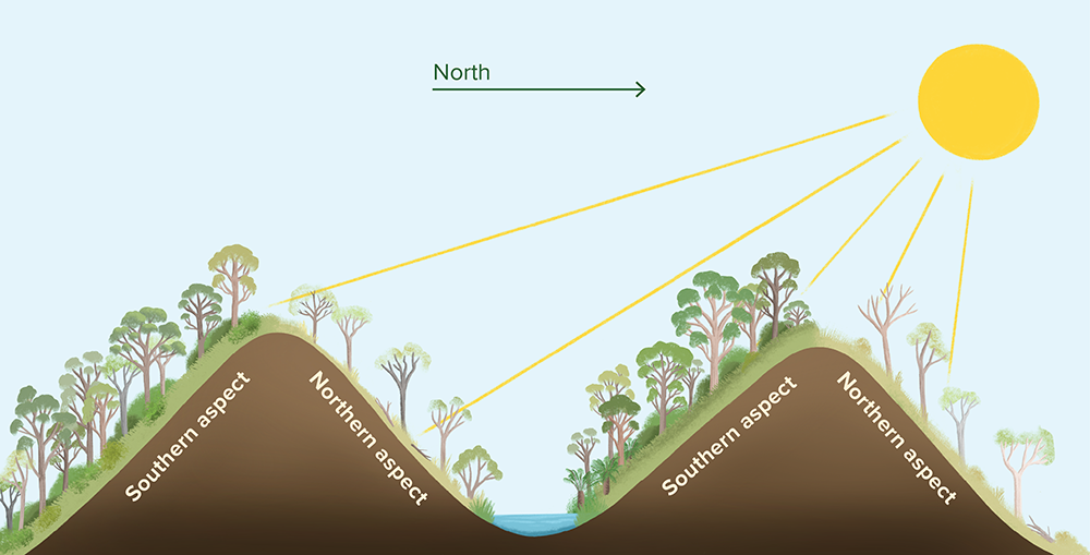 An illustration showing two hills and the sun to the north on the right side of the illustration. Trees are greener and more dense than on the southern slopes, and drier on the northern.