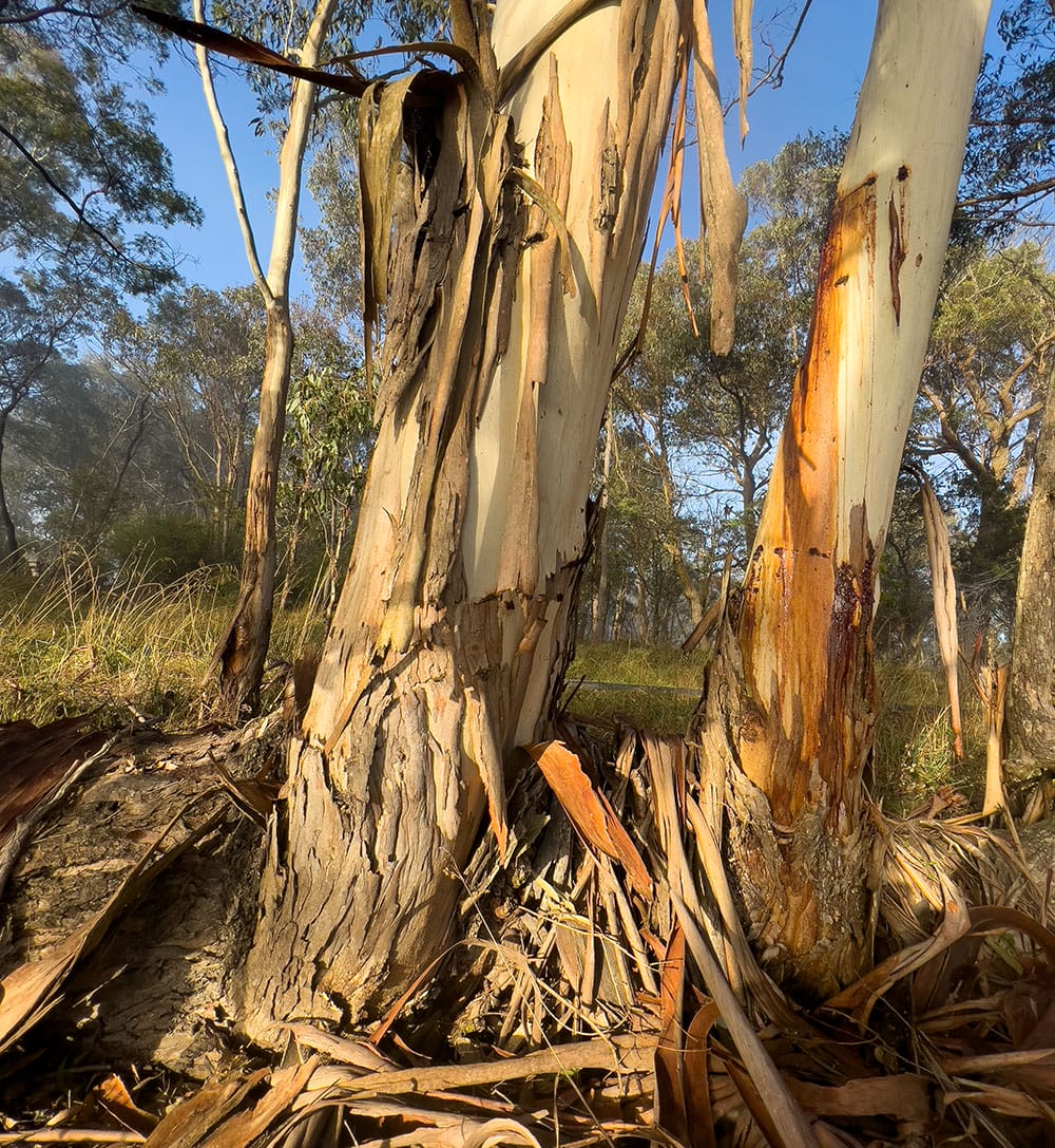 Close up of ribbons of bark on a tree trunk.