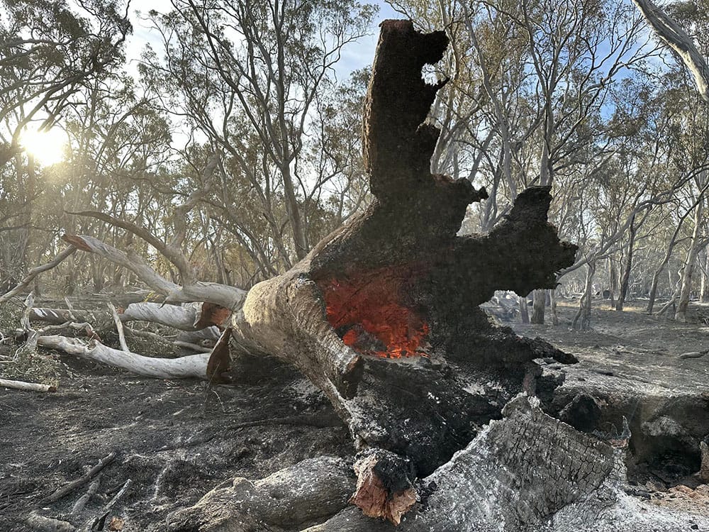 A very large tree has fallen during a bushfire. The glow of the smouldering wood can be seen up inside the hollow trunk.