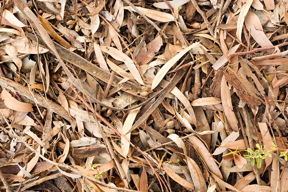 Dry, brown eucalyptus leaves, bark and twigs on the ground.