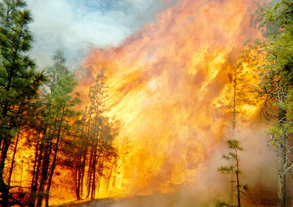 Forest engulfed in flames